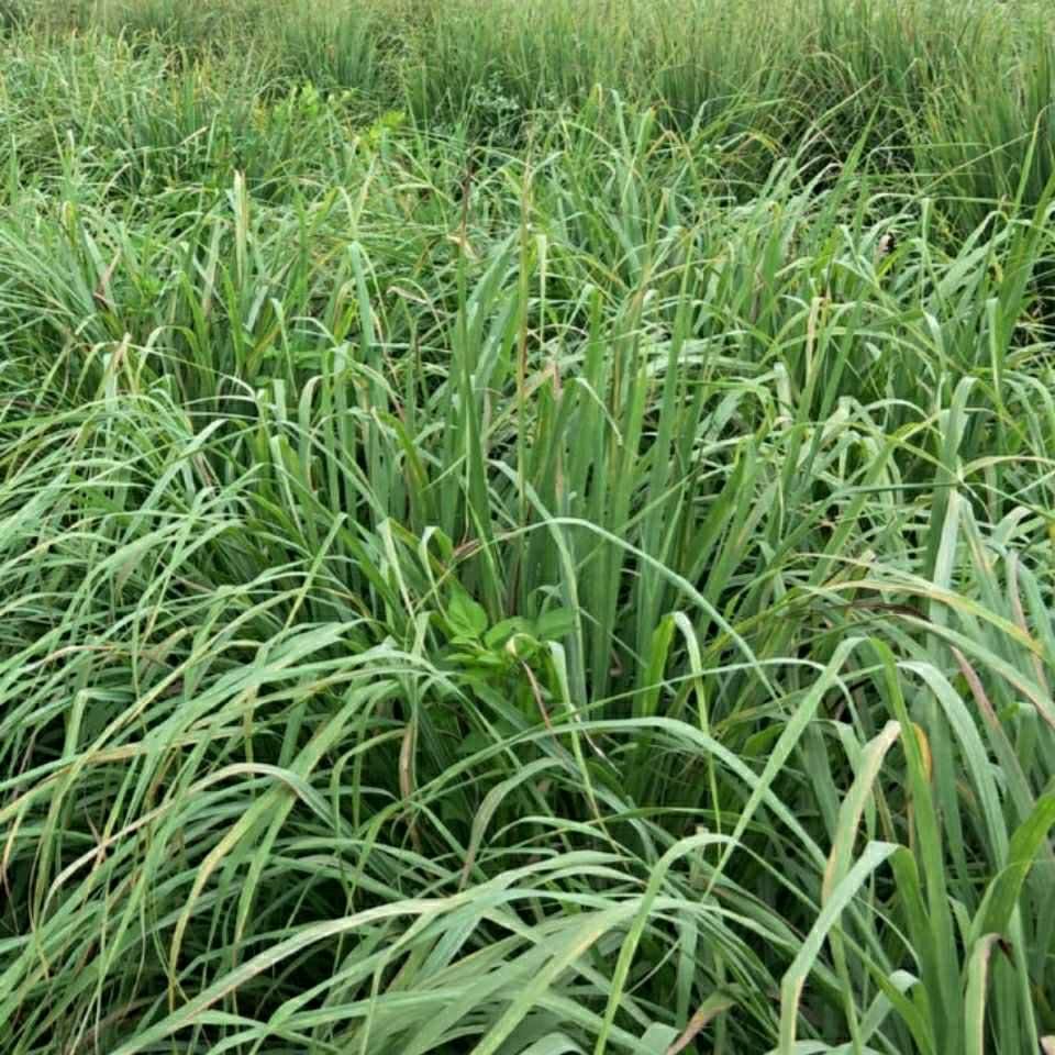 北京同仁堂原料新鲜香茅草1斤5斤柠檬草香茅泰国冬阴