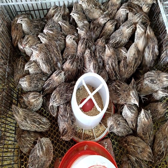 青年下蛋鹌鹑活体鹌鹑鸟产蛋鹌鹑活物天天下蛋活鹌鹑 精品齐毛鹌鹑2公