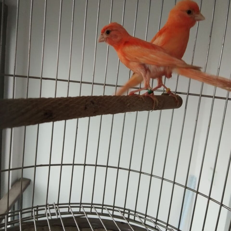 【京东推荐】活体 玉鸟 辣椒红 山东黄白玉蜡黄 扬州黄桂皮观赏鸣叫鸟