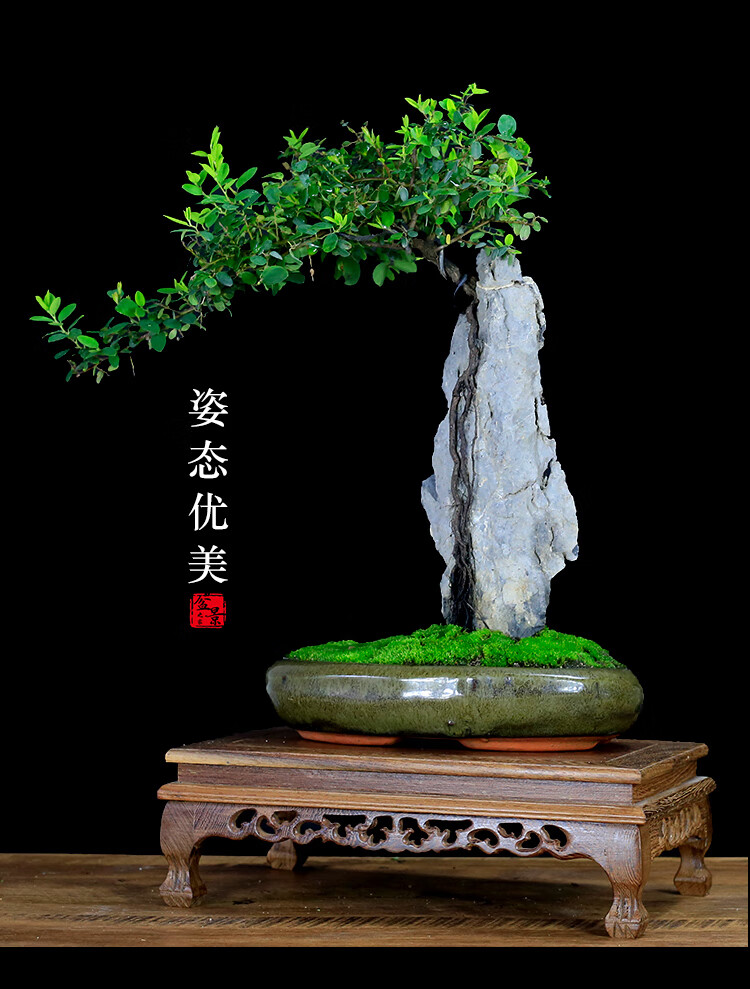 附石铁包金盆景抱石提根假山盆景树桩植物室内绿植艺术盆栽老桩 塑料