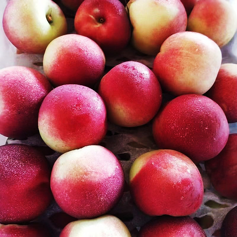 号:10058135622723商品名称:鹿凌青 老树正宗珍珠枣油桃脆甜枣味小