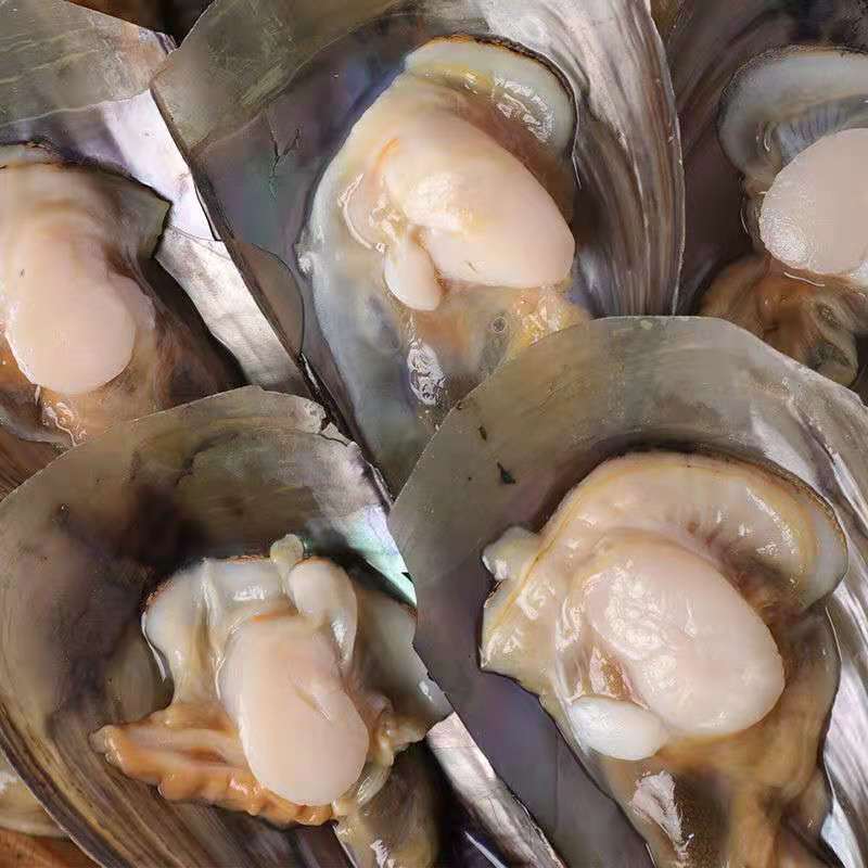 产地直发鲜活加工半壳速冻海带子绿贝瑶柱海鲜水产烧烤自助餐专用 (五