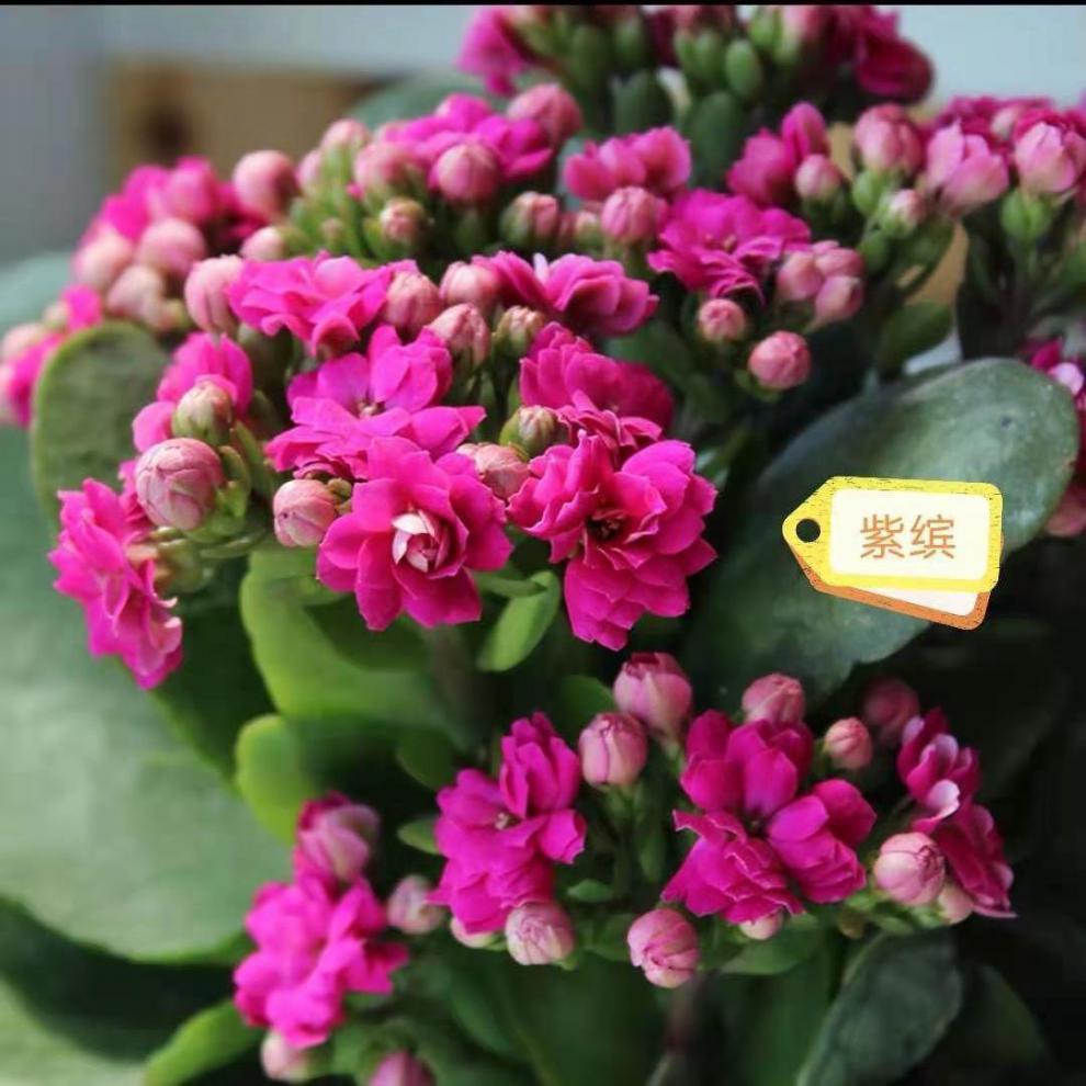 元井长寿花长寿花金狐狸盆栽重瓣新品客厅室内花卉凯特斯带盆栽好