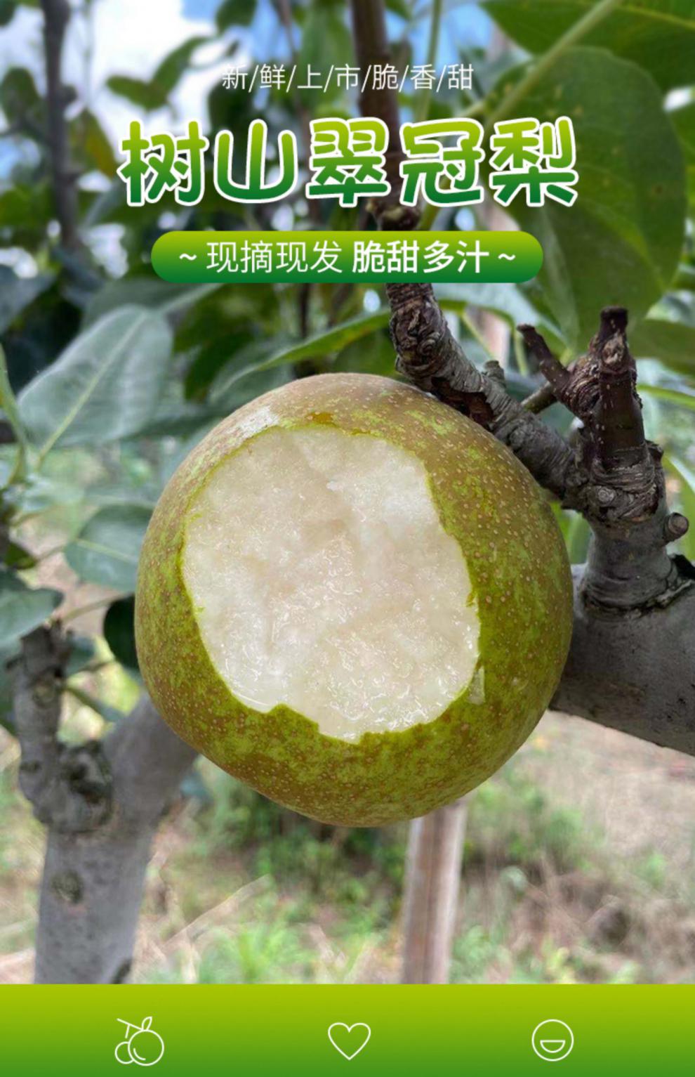 正宗苏州树山翠冠梨子现摘新鲜当季孕妇水果10斤礼盒装顺丰 10斤