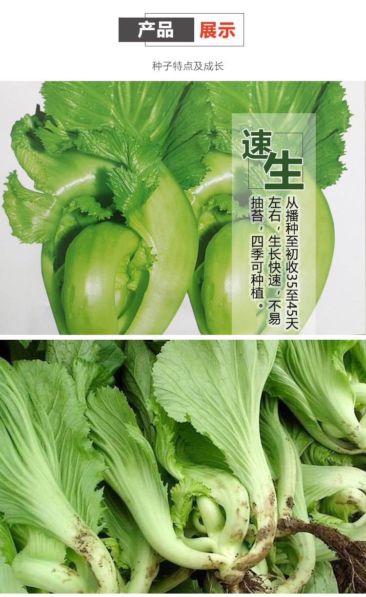 高钙菜种籽水东鸡心甜芥菜种子广东特菜速生包心腌制酸菜春秋10克原装