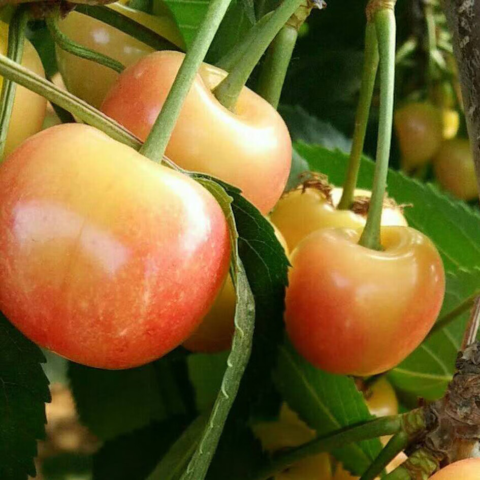 玫栀 顺丰空运 黄蜜水晶雷尼黄金车厘子山东露天大樱桃现货 1000g xl