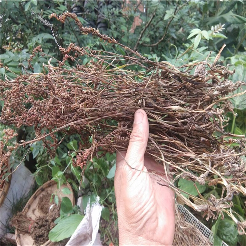 贵州盘龙参 中药材紫花盘龙草猪鞭草绶草猪牙参干货 250克【图片 价格