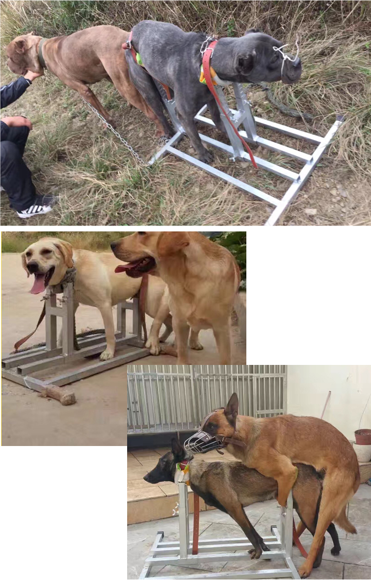 美帝伯爵大中小犬配种架配狗架5120斤狗通用法牛柯基柴犬比特马犬德牧