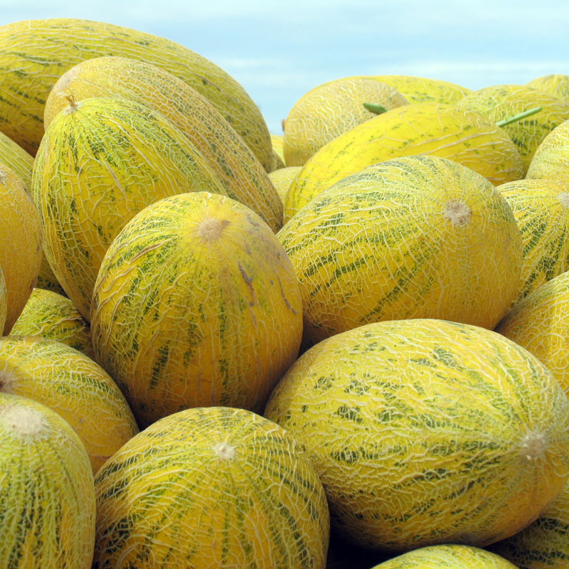 新疆特产伽师八六王瓜哈密瓜新鲜当季水果甜瓜现摘现发 精选 一箱1-2