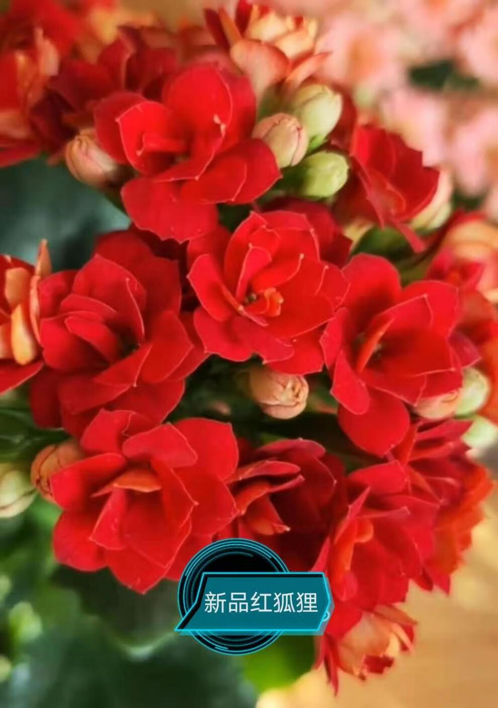 元井长寿花长寿花金狐狸盆栽重瓣新品客厅室内花卉凯特斯带盆栽好