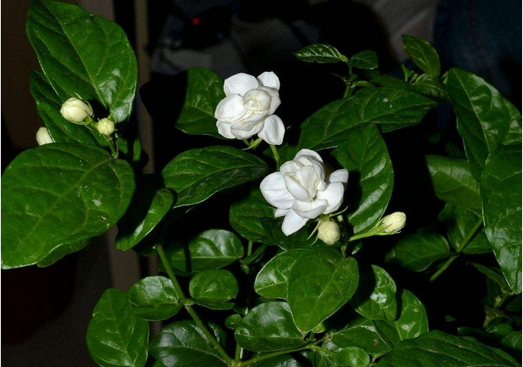 重瓣茉莉花苗白茉莉老桩盆栽盆景室内阳台庭院绿色花卉植物带花 白