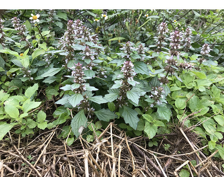 北京同仁堂原料白毛夏枯草筋骨草散血草破血丹过冬青苦草雪里青中药材