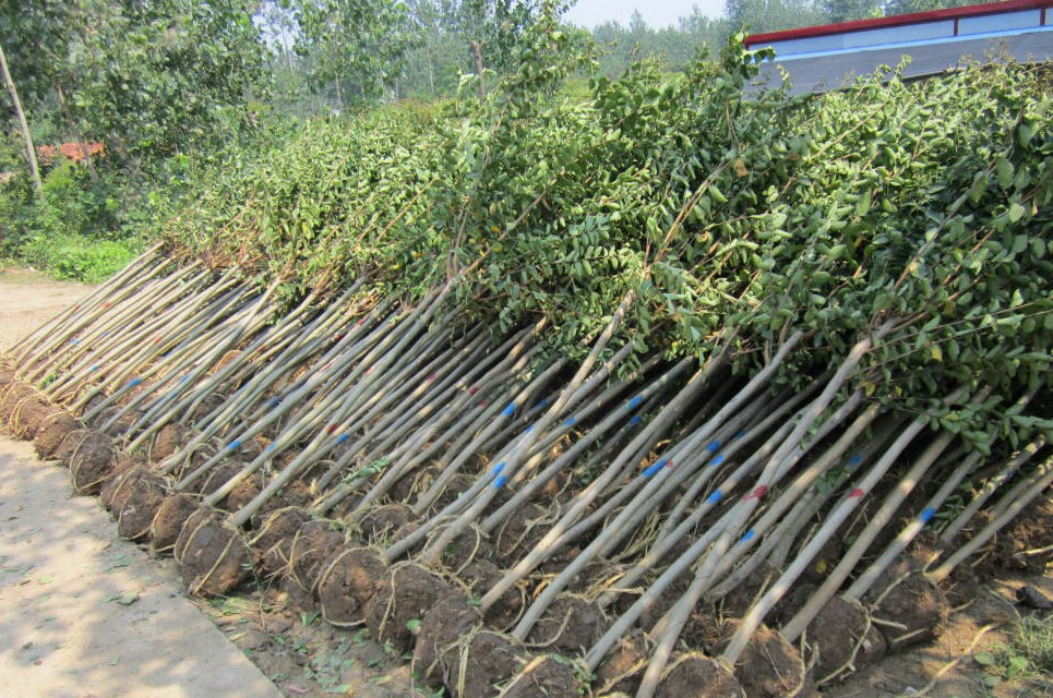 园林工程绿化苗木紫薇树苗 百日红紫薇大红花紫薇红火箭紫薇苗 1厘米