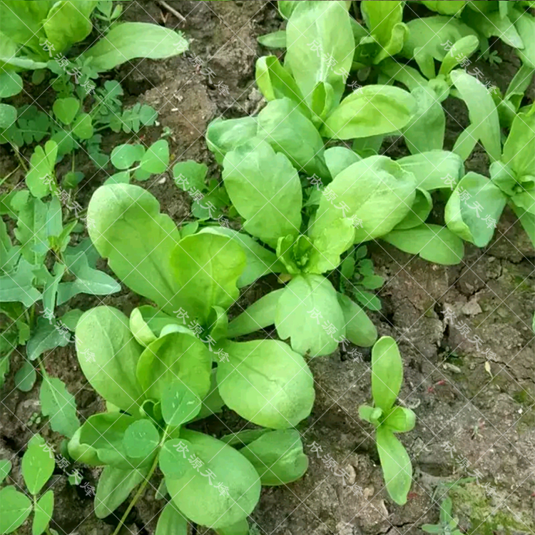 花姬 大叶小叶茼蒿种子中叶皇帝菜光杆茼蒿菜高产农家冬季蔬菜种籽