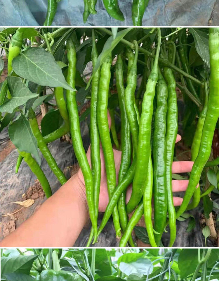 辣椒苗羊角椒苗子线椒螺丝椒芜湖椒青椒薄皮椒皱皮椒杭椒高产 牛角椒