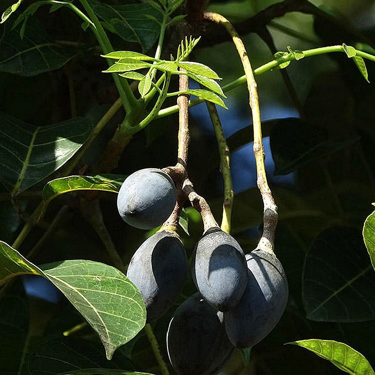 品高 乌榄角新鲜 黑橄榄肉广西特产榄角干下饭菜菜食品瓶装 1斤黑榄 1