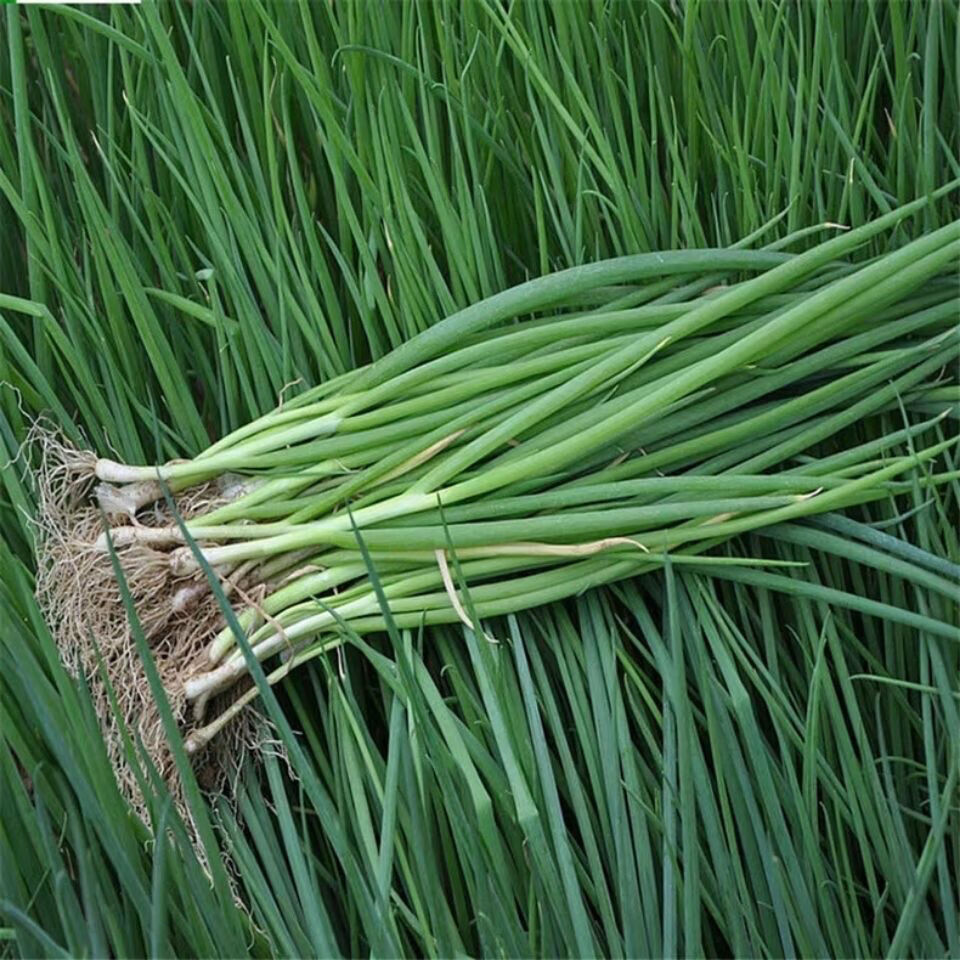 山东新鲜小葱本地葱小葱苗小香葱葱苗蘸酱新鲜可吃葱种子新鲜 二斤