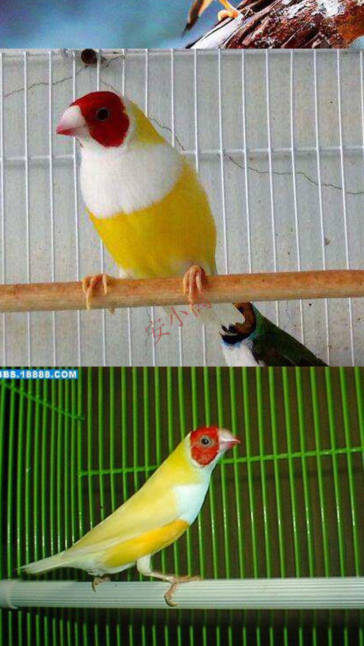 【安小离】七彩活体宠物鸟五彩鸟手玩鸟小鸟普彩金背蓝背七彩鸟活物