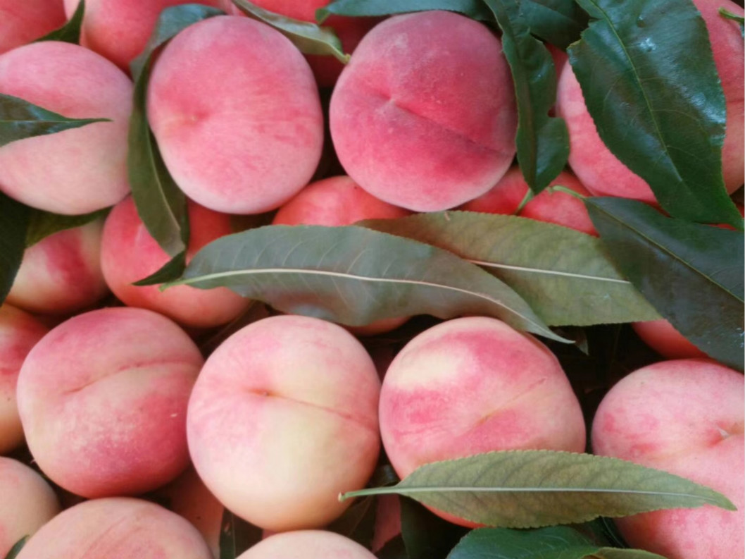 老树白粉桃水嫩多汁软桃生态农家果园白粉水蜜桃当季现摘时令水果