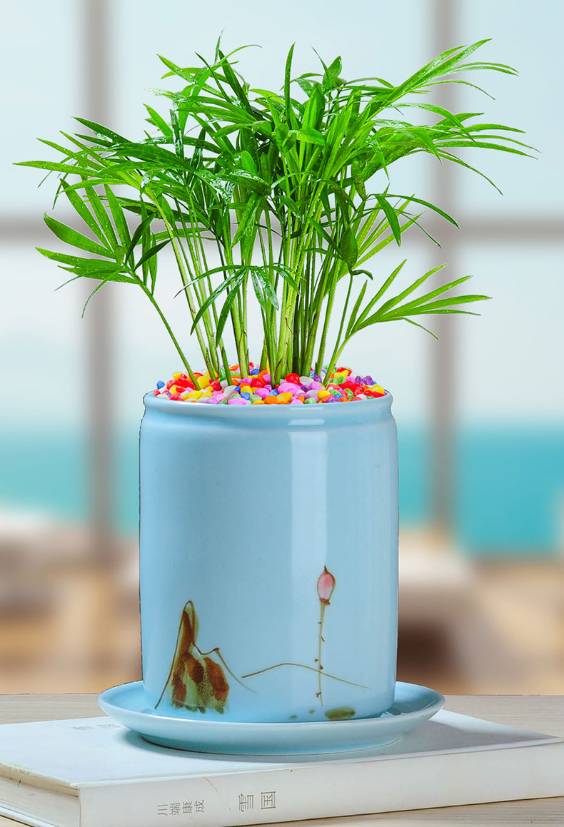 逍遥袖珍椰子小盆栽室内办公室桌面好养绿植花卉四季常青盆景净化空气