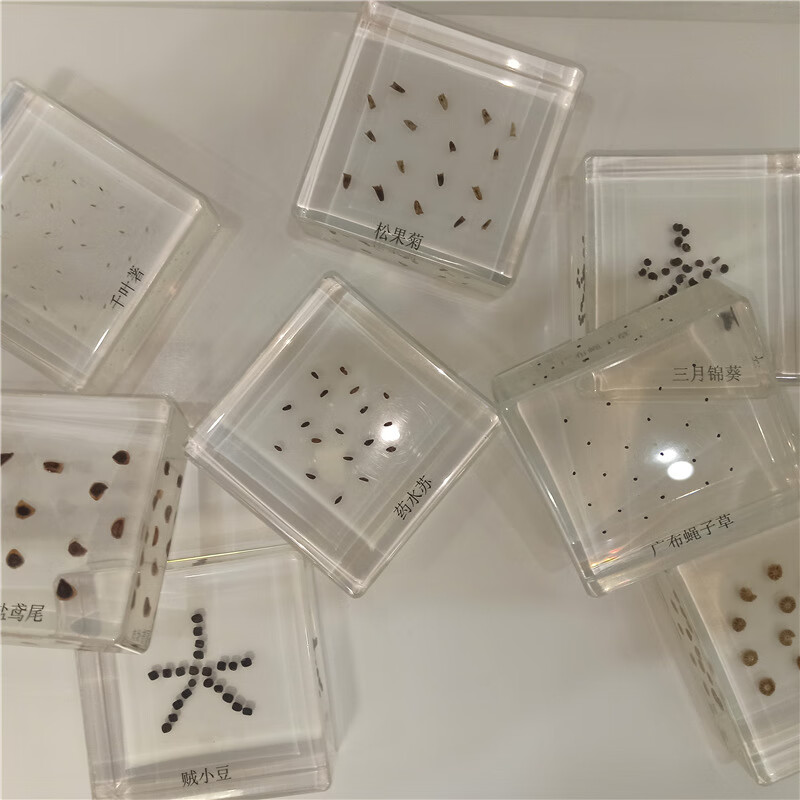 种子包埋标本可定制水晶树脂滴胶植物教学科普展览馆专用 透明【图片