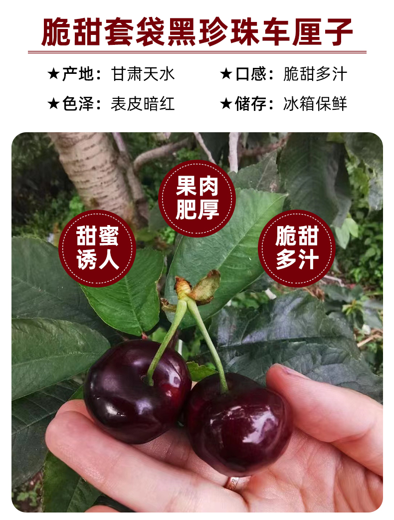 甘肃天水车厘子黑珍珠脆甜斤3j车厘子新鲜水果大樱桃3/5斤非汉源 3斤