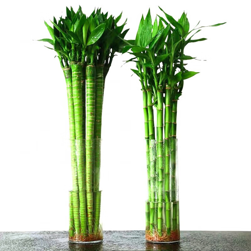 【京选推荐】开运富贵竹客厅观叶绿植室内水养竹子盆栽办公桌水培转运