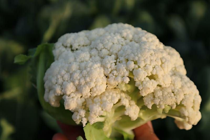 5斤现新鲜有机花菜椰菜松花菜球白菜花散花蔬菜1斤 现花菜五斤【图片