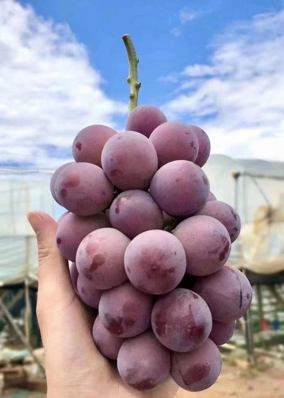 净樱妮娜皇后葡萄罗马红宝石新鲜无籽红提日本品种孕妇水果顺丰 5斤