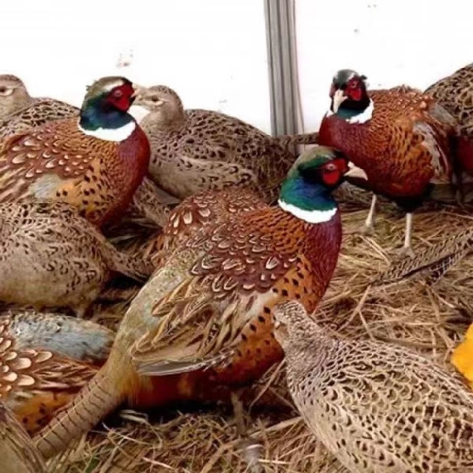 【正宗山鸡】广西成年七彩山鸡活体到家农家山鸡活物 4公成品山鸡