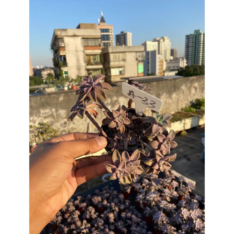 【官方旗舰】阿伦培老桩悬崖桩瀑布多肉植物群生多头整群巨大造型红 a