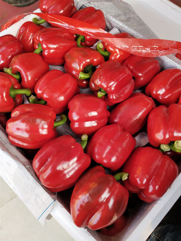 新鲜彩椒圆椒五彩椒柿子椒 灯笼椒 红黄椒水果甜椒2斤4斤五斤 4斤全红