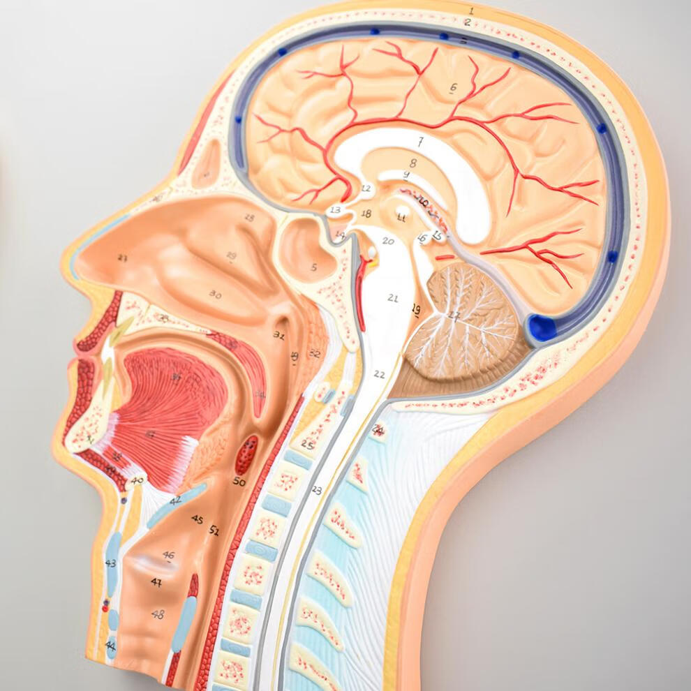 头颅矢状位解剖图图片
