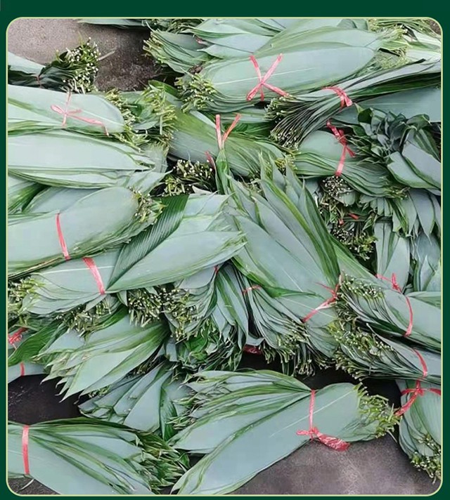 粽子叶新鲜大号100片箬叶包粽子的叶子粽叶干正宗新叶干棕叶 中号200