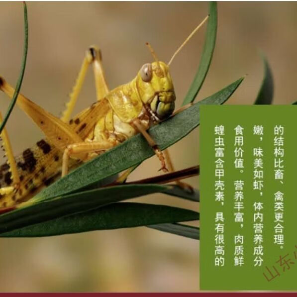 蚂蚱 蝗虫 东亚飞蝗虫 活体速冻 蚱蜢 不发活体 公母混合带翅膀 1斤