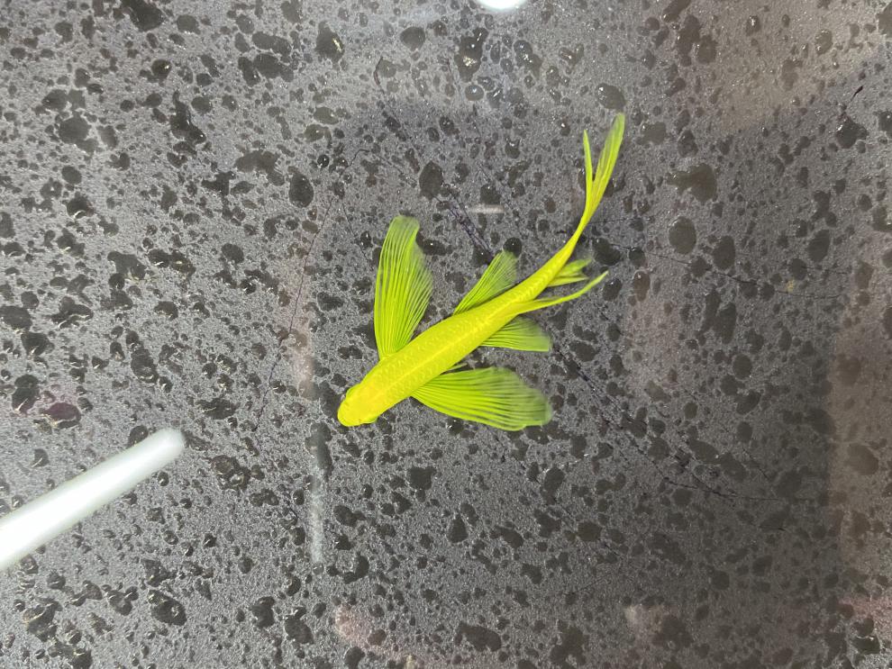 ajaj大号长鳍大帆蝶翼长尾斑马鱼群游小型观赏鱼不打氧热带淡水冷水鱼