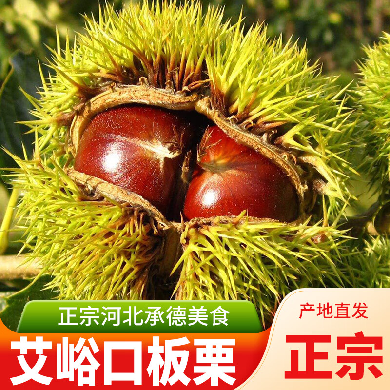 河北省承德市宽城县宽城满族自治县碾子峪镇艾峪口村板栗新鲜栗子 2.