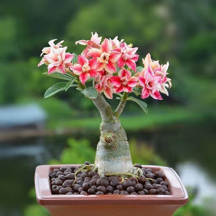 老桩四季好养盆栽开花绿植养不死耐旱花卉多肉 沙漠玫瑰【品种11】 4