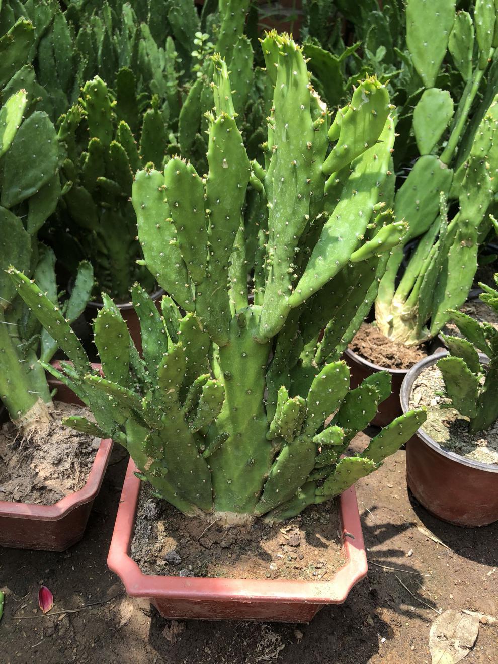 室内阳台绿植花卉仙人掌类千佛手多肉植物千手观音盆栽 千佛手20厘米1