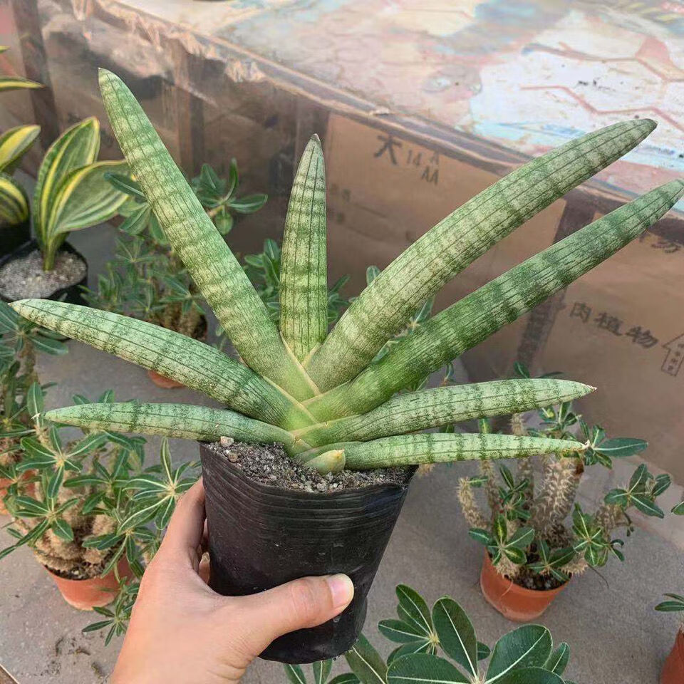 佛手棒叶虎皮兰虎尾兰易养多肉植物佛前香 迷你佛手冠幅4-6厘米(小型