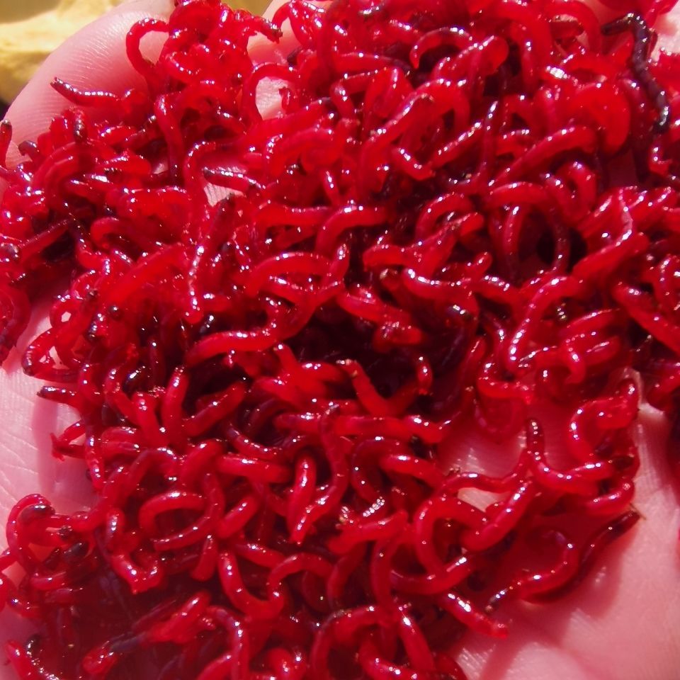 新升级红虫活饵鲜活鱼饵公虫大号特大号黑头公虫鲫鱼拉饵钓鱼血虫野钓