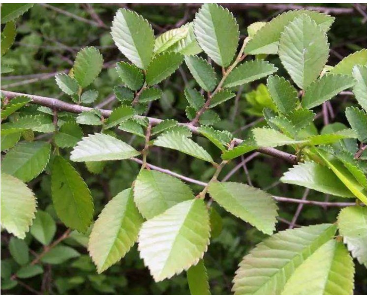 榆树苗 榆树小苗 白榆家榆 榆钱树 绿化树 别墅庭院 绿化工程树苗