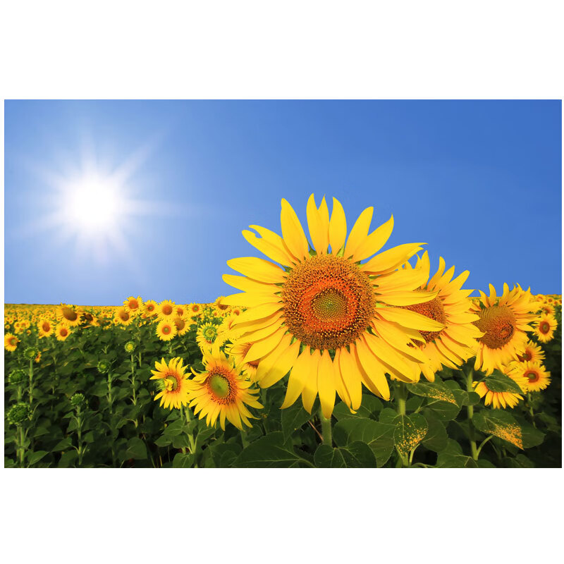 装饰画挂画竖版自粘画墙贴贴纸壁画风景画太阳客厅背景 向日葵(竖版)
