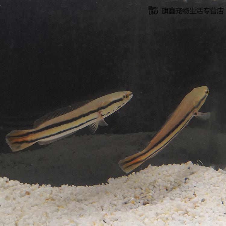 大铅笔鱼活体雷龙小盾鳢多曼大型凶猛肉食鱼热带观赏鱼苗大铅笔苗78cm