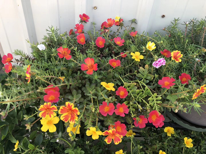 耐热耐晒太阳花盆栽重瓣太阳花马齿苋太阳花多色皮实易养 重瓣水粉色