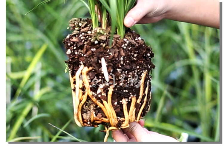 15升装专用兰花土铁皮石斛兰草土蝴蝶君子植料花卉营养土松树皮 11升