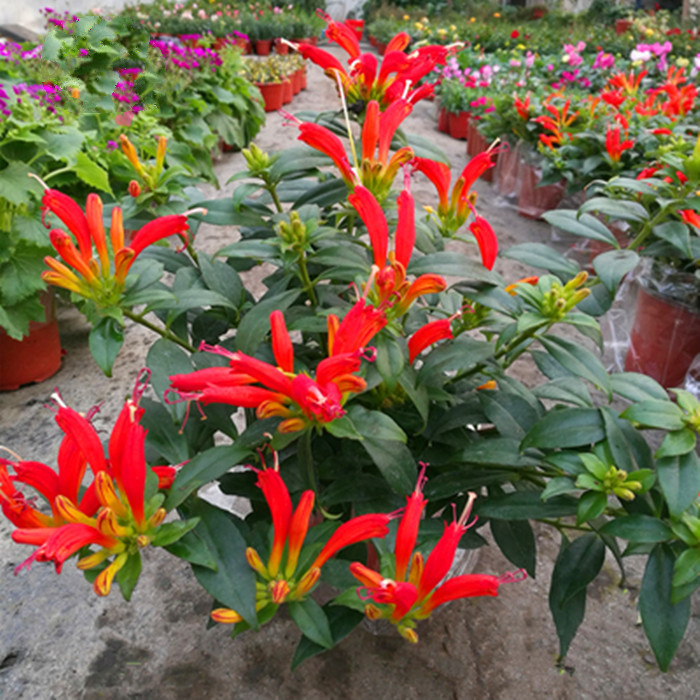 凤凰还巢又名红鲸鱼火凤凰金鱼花庭院阳台盆栽植物带花满额 火凤凰