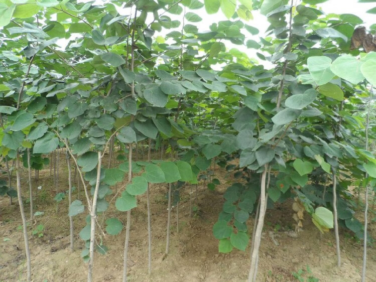 晴沐枝 庭院绿化树木 紫荆树苗 紫荆花苗 满条红 花卉观花植物 紫荆苗