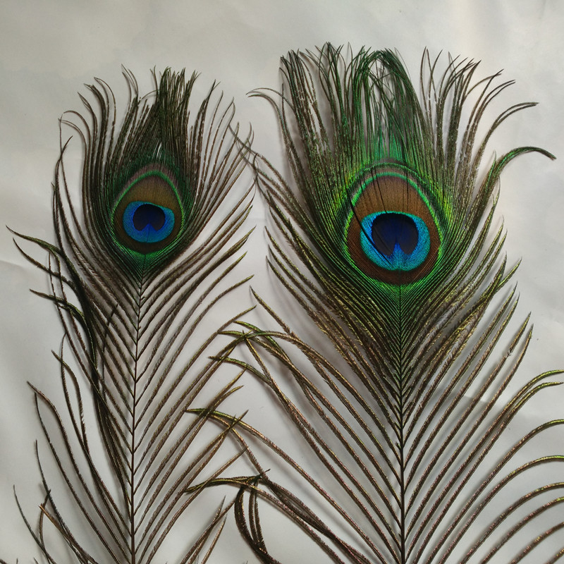 孔雀尾羽孔雀羽毛孔雀真羽毛翎尾印度进口大眼睛90-120厘米一捆10只