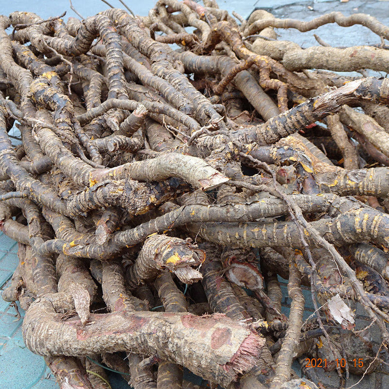 野生中药材穿山龙南蛇藤鲜花地龙骨串地龙过山枫干货特价 50克干货